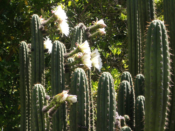 cacti