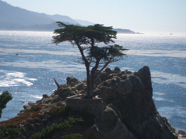 lone cypress tree