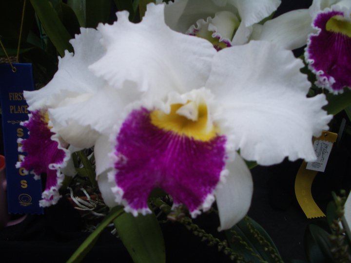orchid1