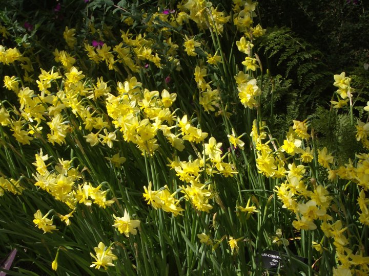 daffodils
