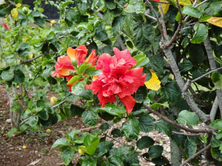 hibiscus