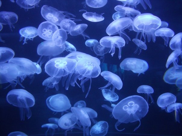 indigo jelly fish