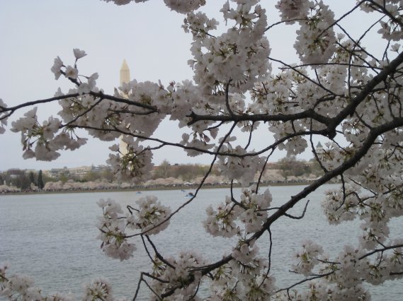 cherry blossom festival