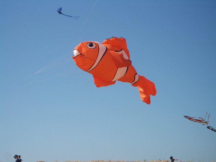 kite fish