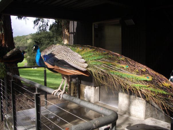 peacock