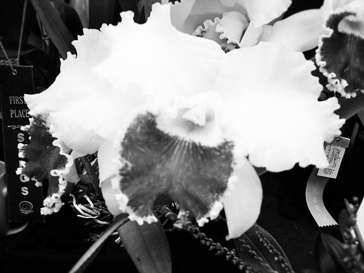 orchid1 (2)
