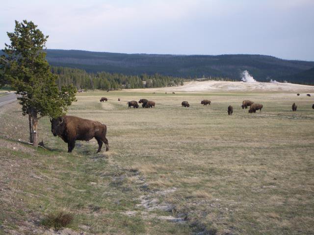 bison