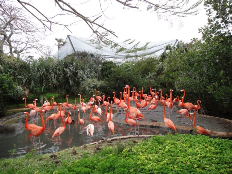 flamingoes